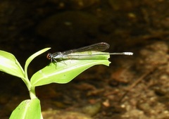 Pseudagrion ignifer