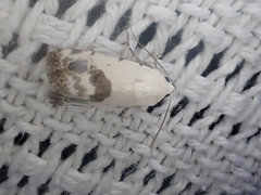 Acontia