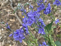 Veronica perfoliata