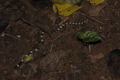 Oxyrhopus petolarius
