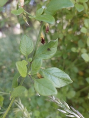 Salpichroa origanifolia