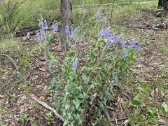 Veronica perfoliata