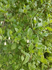 Salpichroa origanifolia