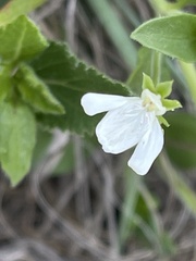 Justicia anagalloides