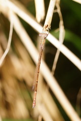 Indolestes tenuissimus