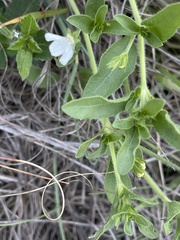 Justicia anagalloides