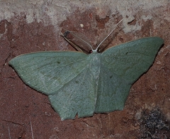 Maxates centrophylla