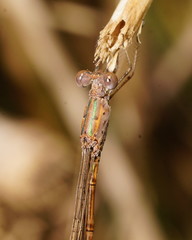Indolestes tenuissimus