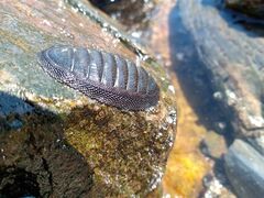 Chiton magnificus
