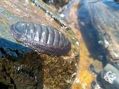 Chiton magnificus