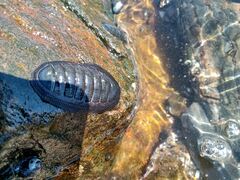 Chiton magnificus