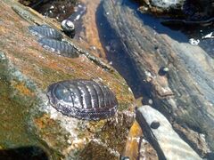 Chiton magnificus