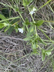 Justicia anagalloides