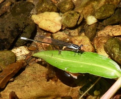 Pseudagrion ignifer