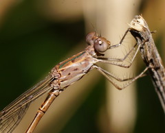 Indolestes tenuissimus