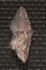 Eucymatoge
