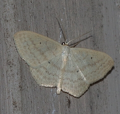 Scopula perlata