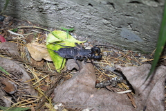 Typopeltis sinensis