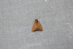 Anomis illita