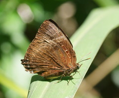 Arhopala