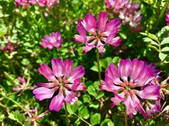 Astragalus sinicus