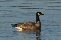 Branta hutchinsii leucopareia