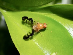 Dirioxa pornia