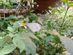 Leptosia