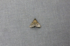 Phlyctaina irrigualis