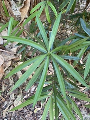 Podocarpus macrophyllus