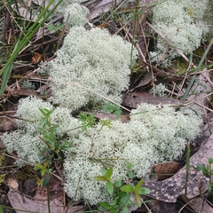 Cladonia confusa