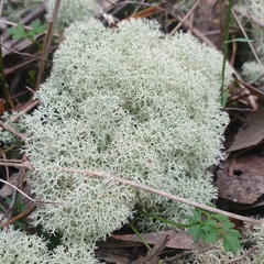 Cladonia confusa