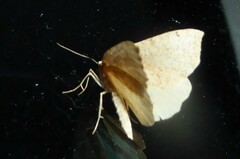 Sestra humeraria