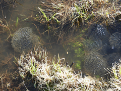 Rana luteiventris