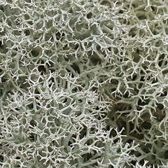 Cladonia confusa