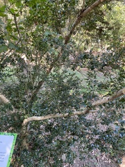 Ilex crenata