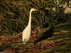 Ardea alba