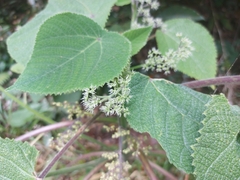 Dendrocnide moroides