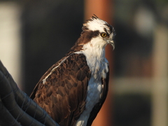 Pandion haliaetus