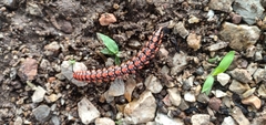 Antheromorpha festiva