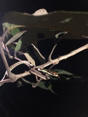 Dendrelaphis pictus