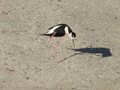 Himantopus mexicanus