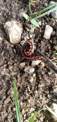 Antheromorpha festiva