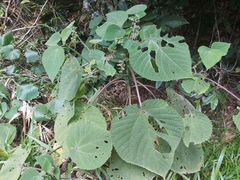 Dendrocnide moroides