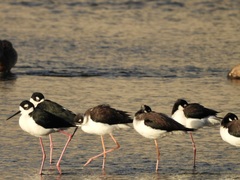 Himantopus mexicanus