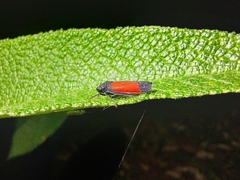 Cardioscarta flavifrons