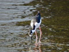 Himantopus mexicanus