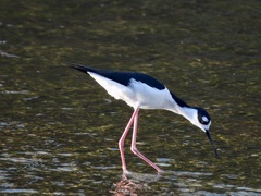 Himantopus mexicanus
