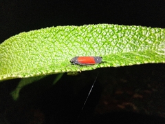Cardioscarta flavifrons