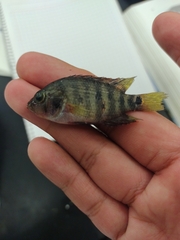 Mayaheros urophthalmus